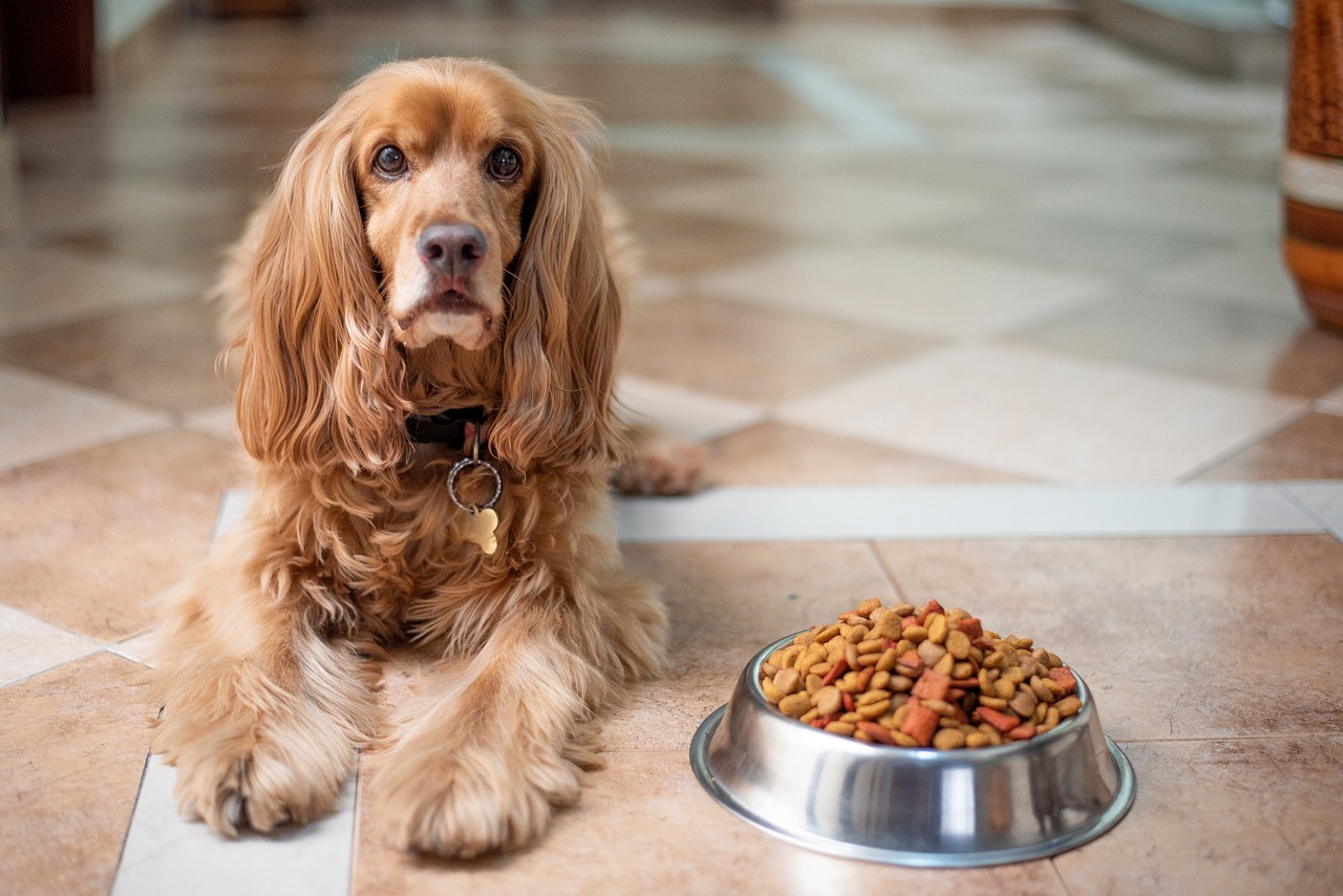 Comment choisir les meilleures croquettes pour votre chien ? Glamour Lifestyle